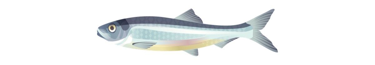 Illustration tirée de l'article « Un buffet printanier : le frai annuel du hareng du Pacifique »