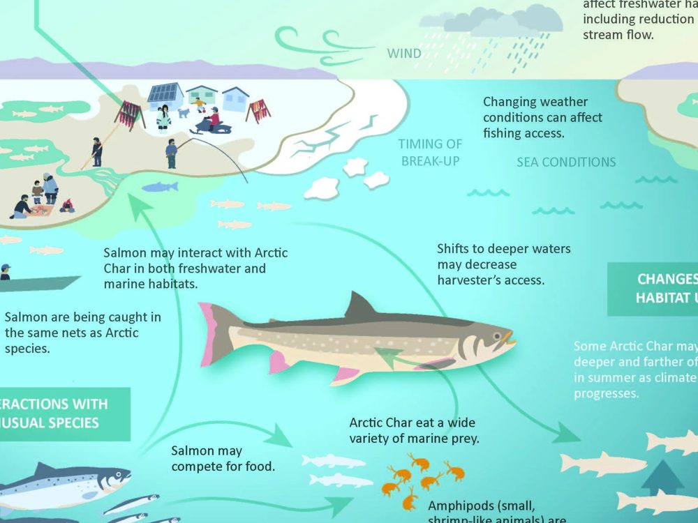Infographic on Arctic char: illustrated fish, its diet and the changes in its habitat