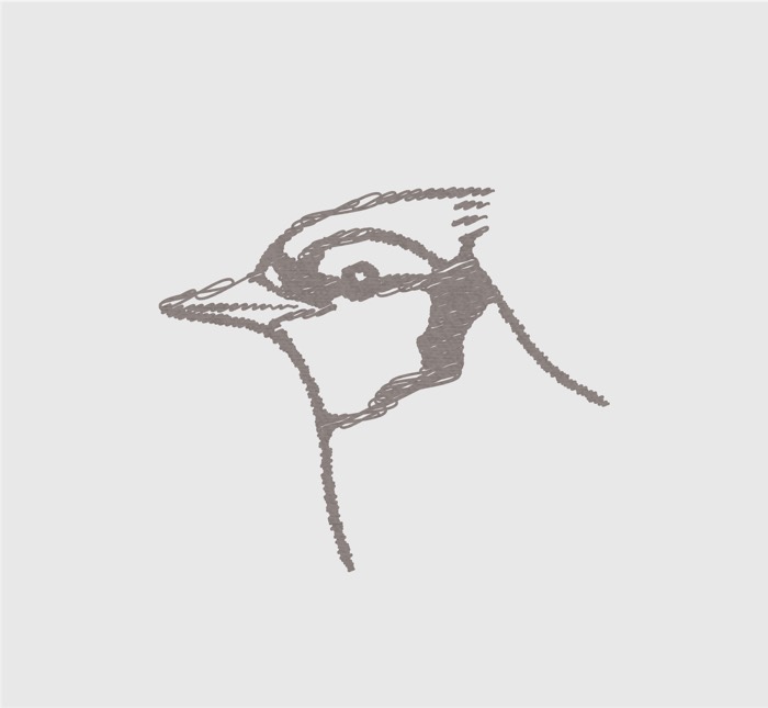 Un croquis au crayon d’une tête d’oiseau