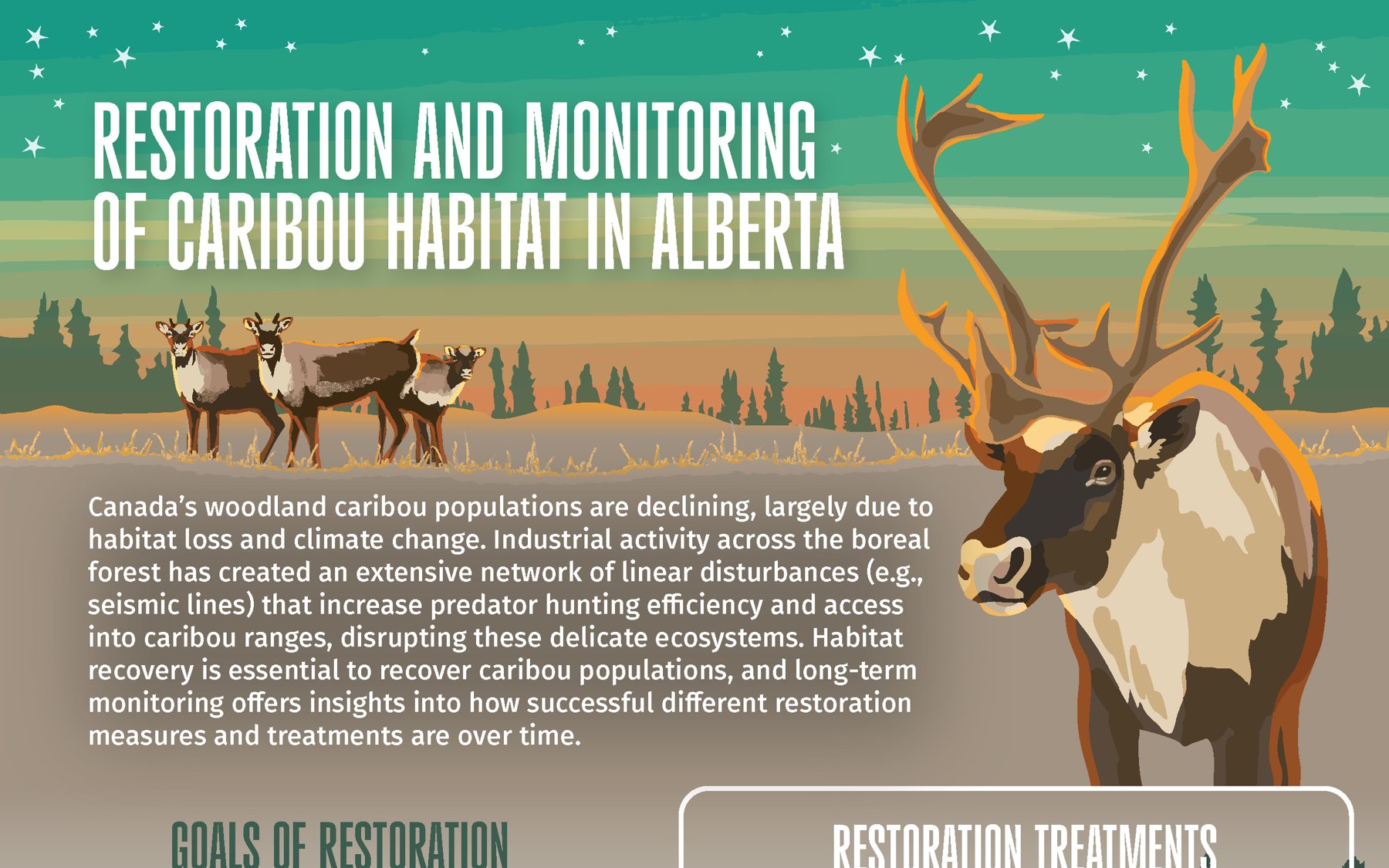 Infographic: Restoration and monitoring of caribou habitat in Alberta — a caribou, the goals of restoration and the treatments applied to seismic lines
