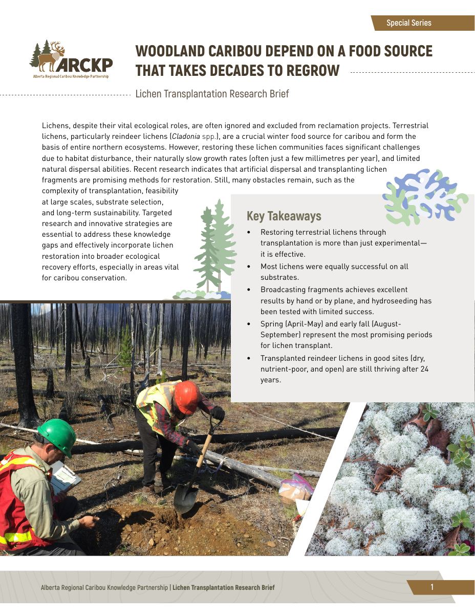 Briefing note: woodland caribou depend on a lichen food source that takes decades to regrow