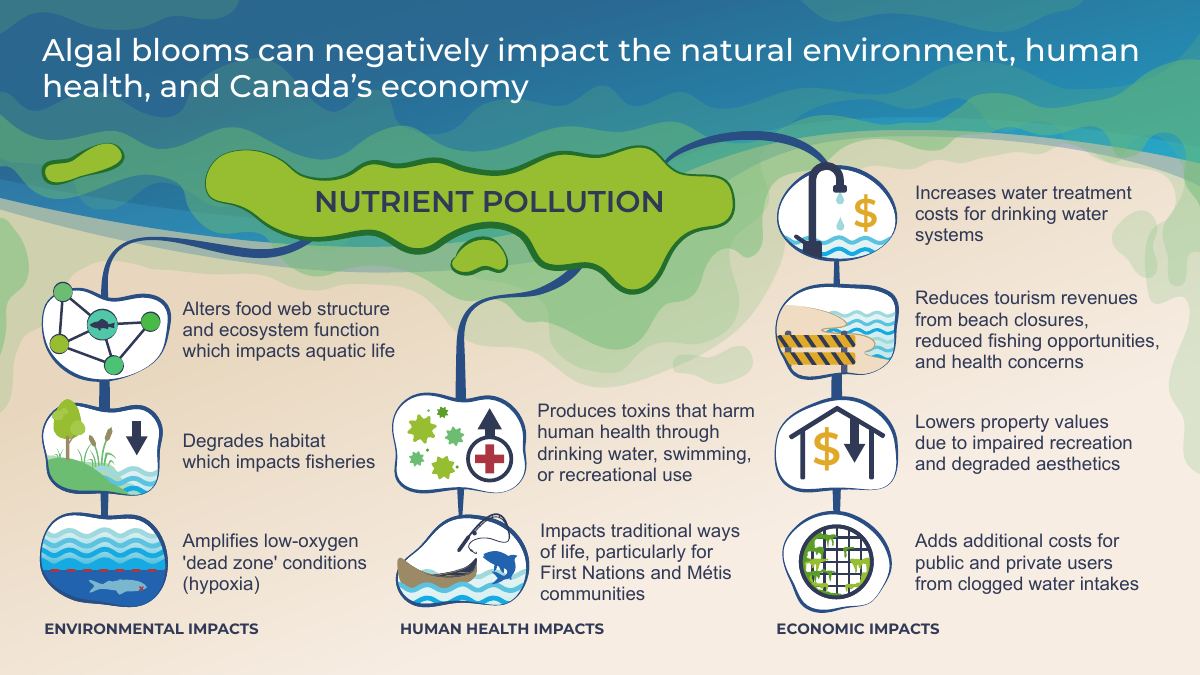 Diagram of nutrient pollution and algal blooms, and their effects on environment, health and economy