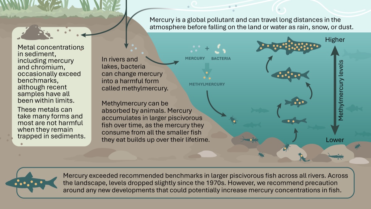 Illustrated cross-section showing how mercury moves from the air into water, sediment and fish