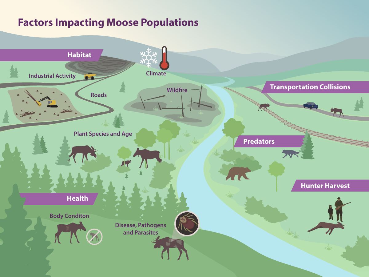 Illustrated landscape of the factors that affect moose populations: habitat, predators, hunting, roads