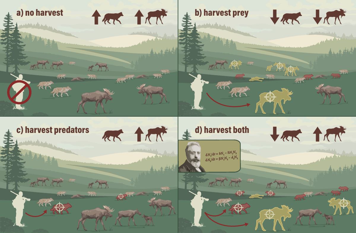 Four panels comparing predator and prey numbers under different harvest scenarios