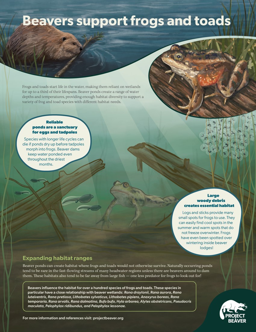 Infosheet: beavers support frogs and toads, with an illustrated wetland
