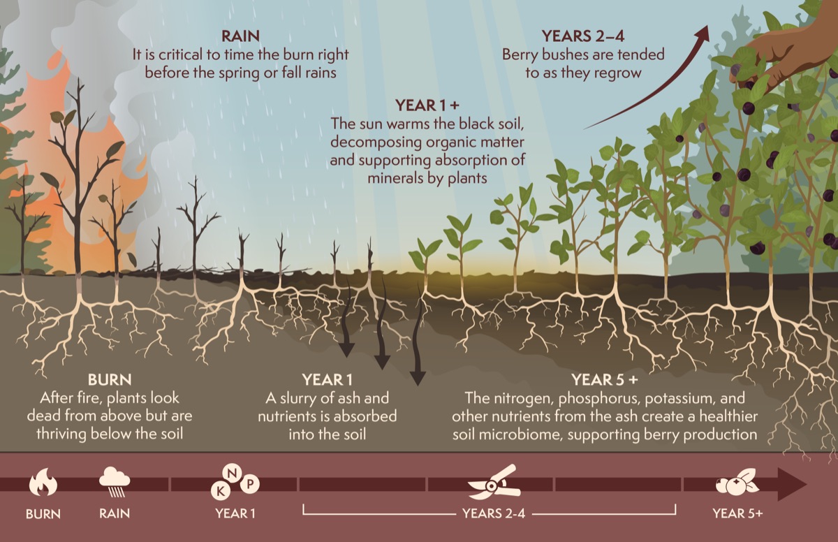 Half-page infographic: huckleberries regrowing after fire, over the years