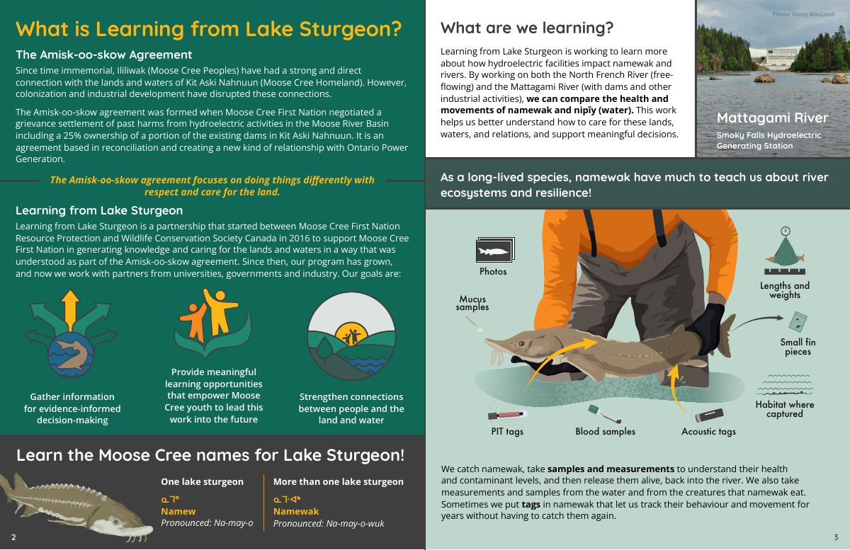 Inside spread of the "Learning from Lake Sturgeon" zine
